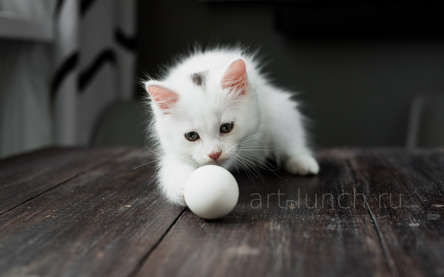 котёнок Лео успел схватить яйцо