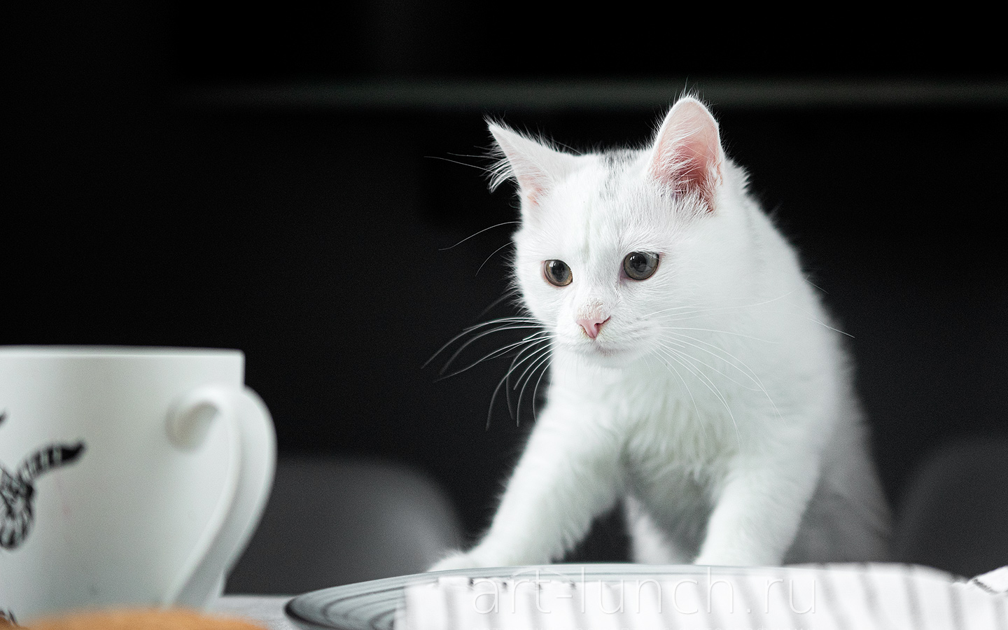 Белый кот в студии Белый кот интересуется посудой